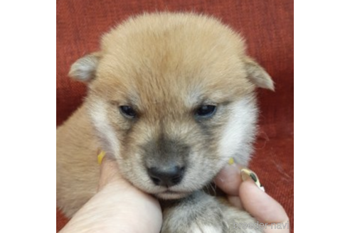 成約済の富山県の柴犬-180512の5枚目